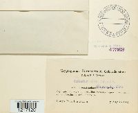 Thumbnail image of current specimen
