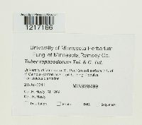 Media resource of Tuber rapaeodorum