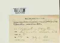 Tuberculina persicina image