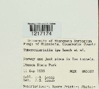 Ambrosiella ips image