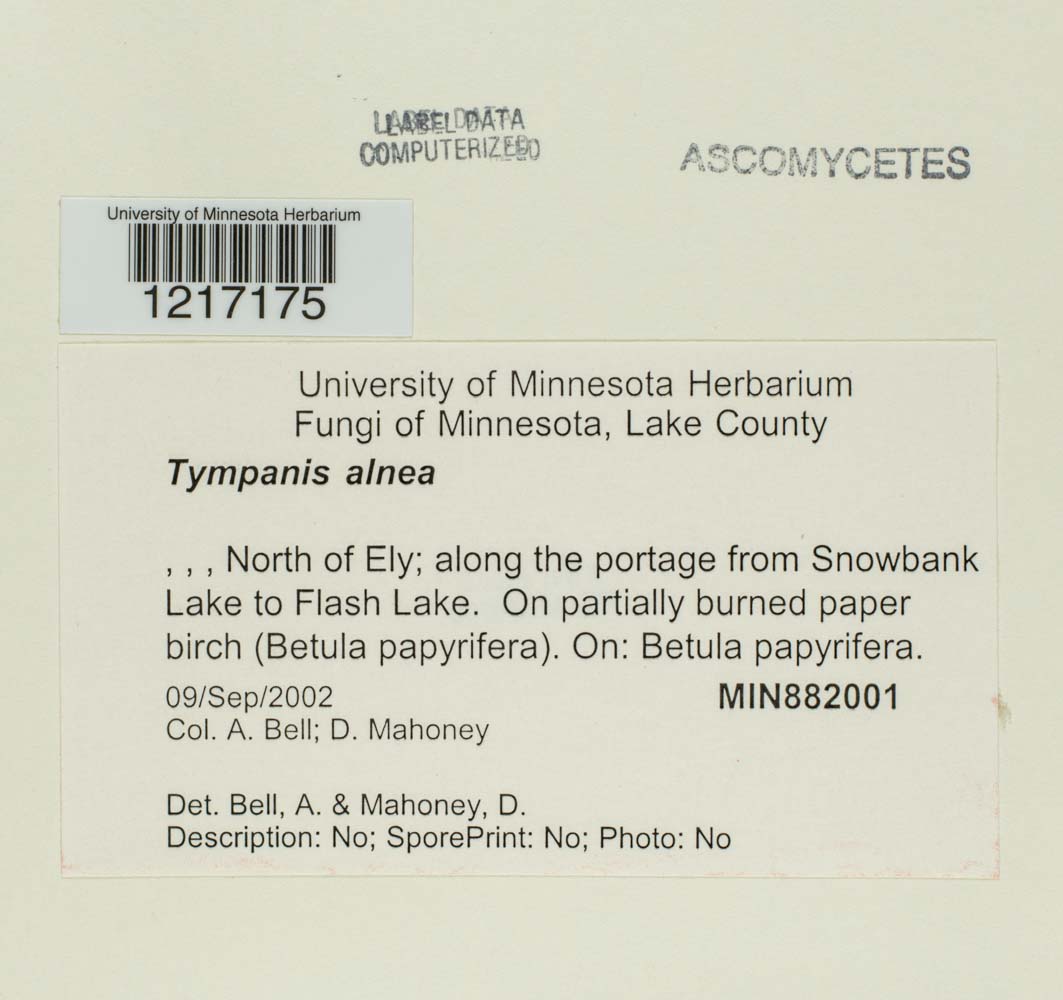 Tympanis alnea image