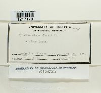 Tympanis alnea image