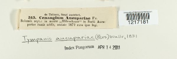 Tympanis aucupariae image