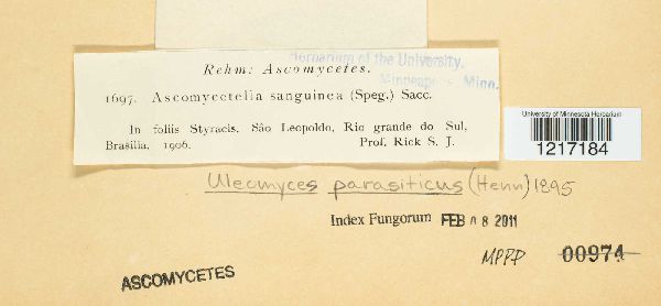 Uleomyces parasiticus image