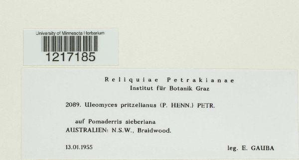 Uleomyces pritzelianus image