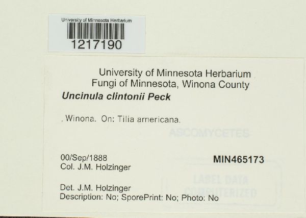 Uncinula clintonii image