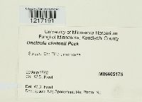 Uncinula clintonii image