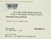 Uncinula clintonii image