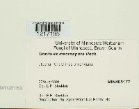 Uncinula macrospora image