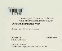Uncinula macrospora image