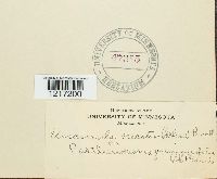 Erysiphe necator image