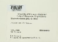 Uncinula salicis image