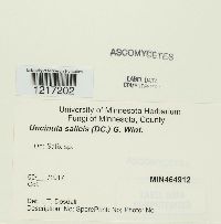 Uncinula salicis image