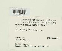 Uncinula salicis image