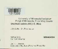 Uncinula salicis image