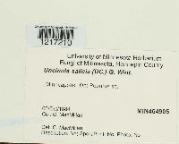 Uncinula salicis image