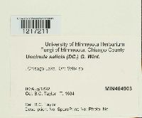 Uncinula salicis image