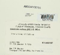 Uncinula salicis image