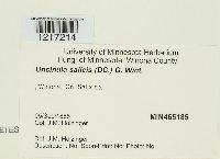 Uncinula salicis image