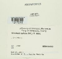 Uncinula salicis image