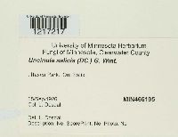 Uncinula salicis image