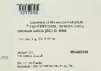 Uncinula salicis image