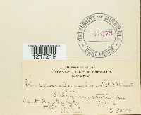 Uncinula salicis image