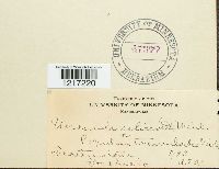 Uncinula salicis image