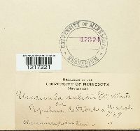 Uncinula salicis image