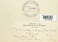 Uncinula salicis image