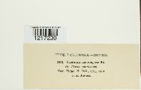 Uncinula macrospora image