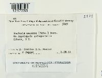 Erysiphe necator image