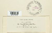 Uncinula salicis image