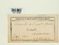 Uncinula salicis image