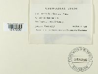 Uncinula salicis image