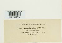 Uncinula salicis image