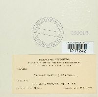 Uncinula salicis image