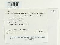 Uncinula salicis image