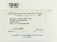 Uncinula salicis image