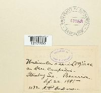 Image Associated With the Occurence