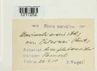 Sawadaea bicornis image