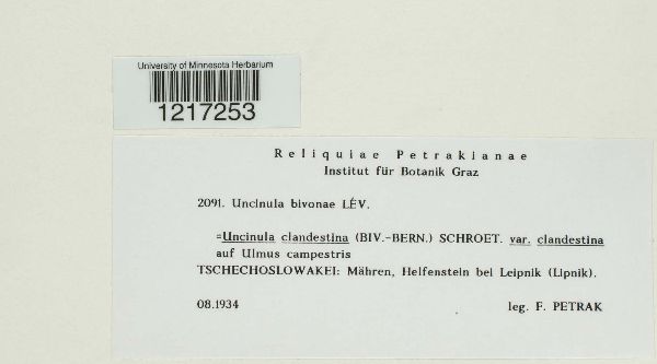 Erysiphe clandestina image