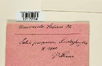 Uncinula salicis image