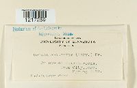 Urnula craterium image