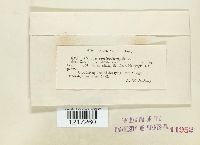 Urnula craterium image