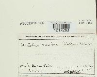 Kretzschmaria deusta image