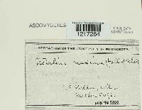 Kretzschmaria deusta image