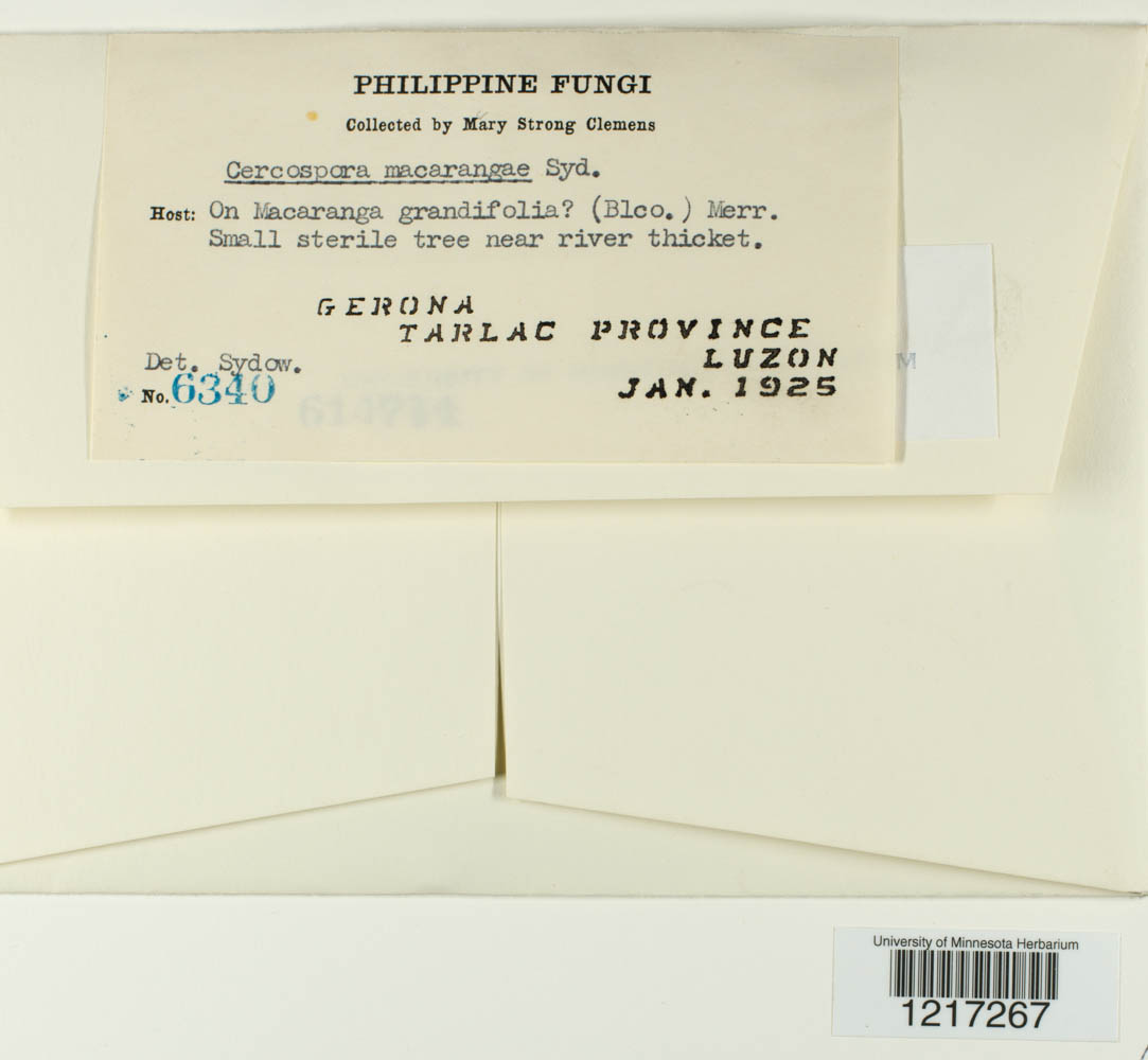 Cercospora macarangae image