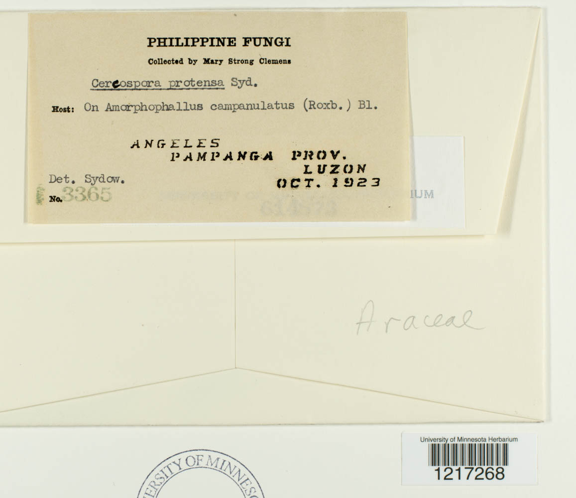 Pseudocercospora protensa image