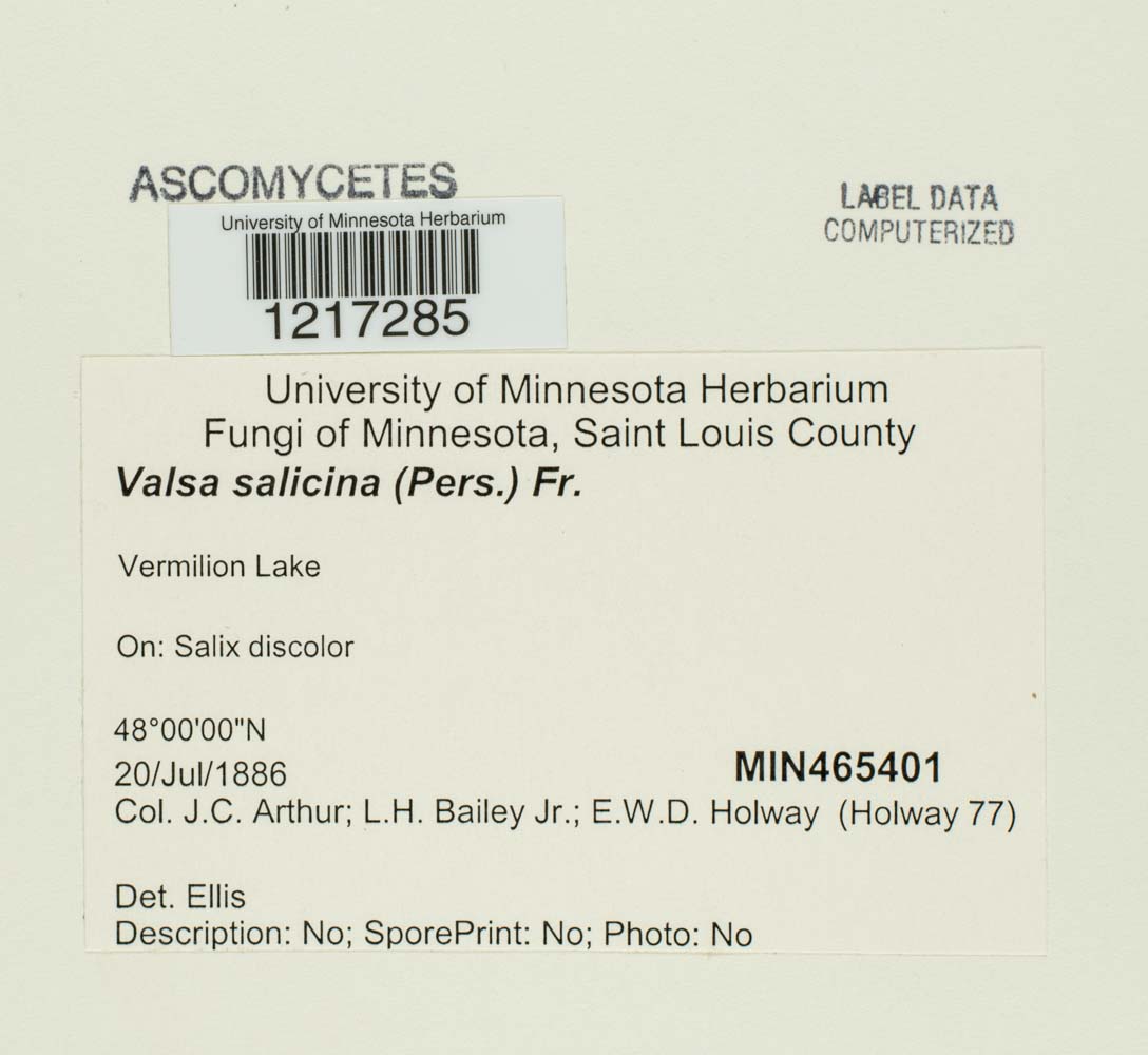 Valsa salicina image